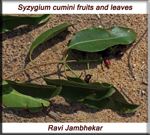 Syzygium cumini fruits and leaves